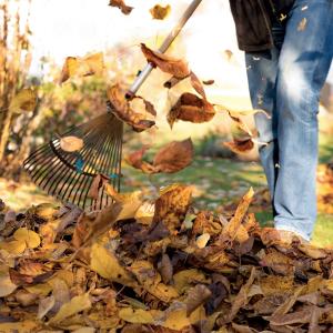 Raking Leaves